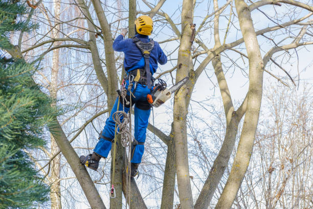 Best Tree Cabling and Bracing  in Richfield, WI